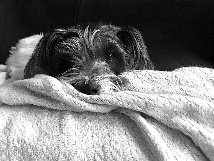 A small dog resting on a white blanket